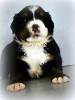 Les chiots de Bouvier Bernois