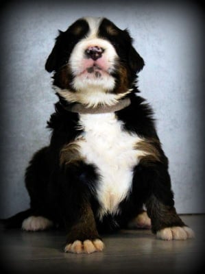 Les chiots de Bouvier Bernois