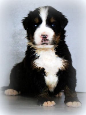 Les chiots de Bouvier Bernois