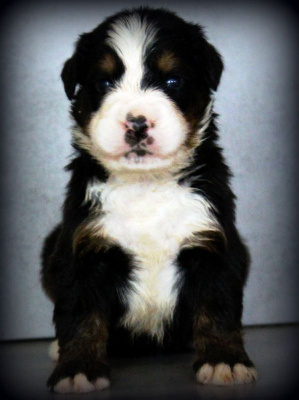 Les chiots de Bouvier Bernois