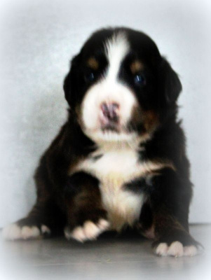 Les chiots de Bouvier Bernois