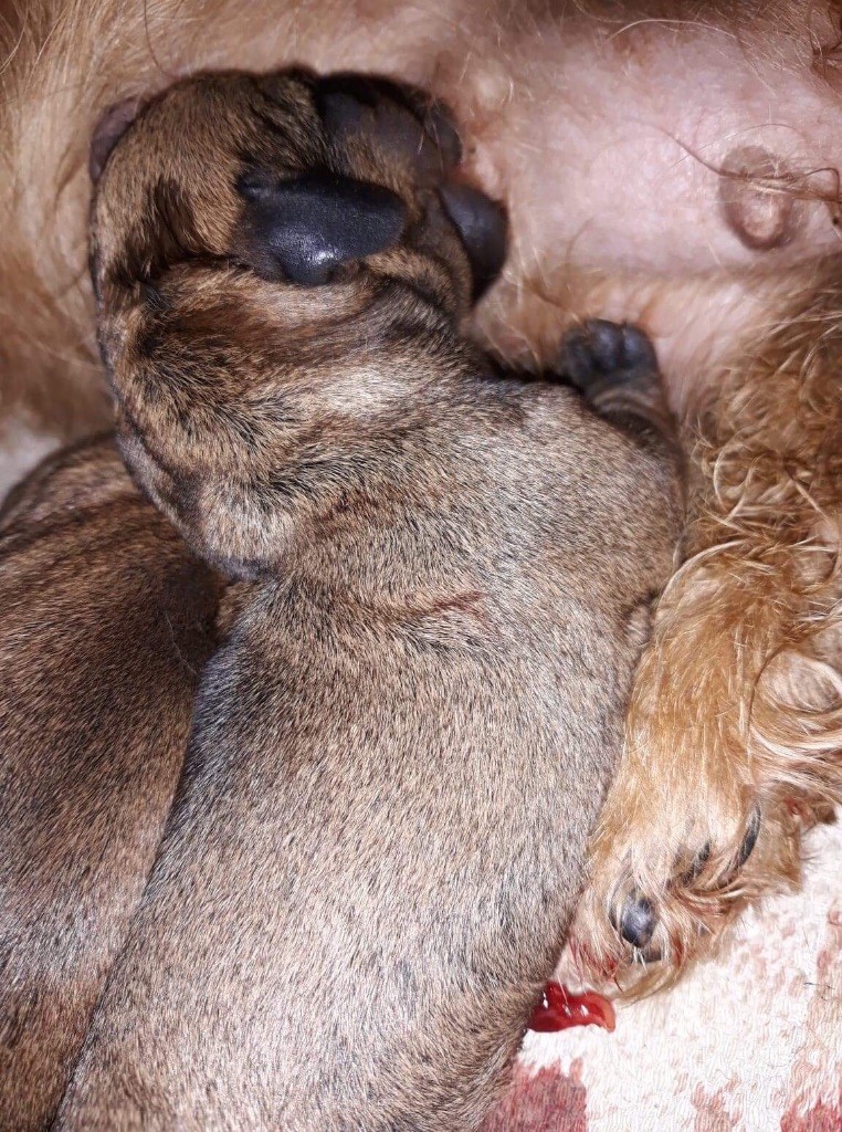 CHIOT - Teckel poil dur