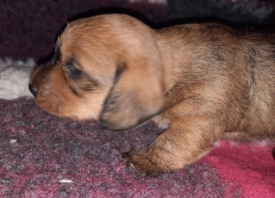 Les chiots de Teckel poil dur