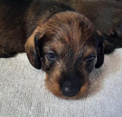 Les chiots de Teckel poil dur