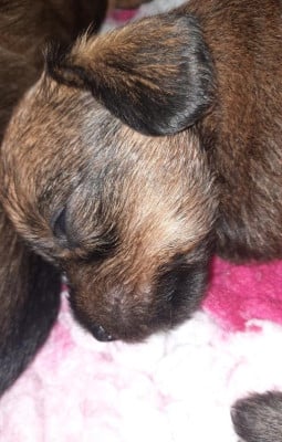 Les chiots de Teckel poil dur