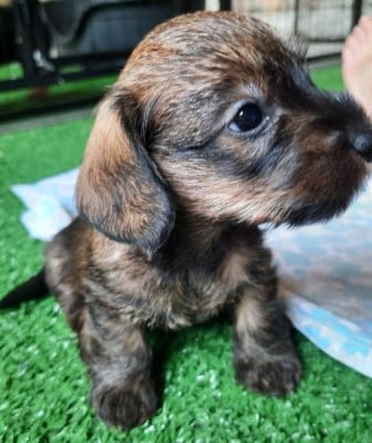 Les chiots de Teckel poil dur