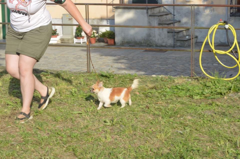 Elf buddy christmas-pl Dei Bordigotti - 1° Very Promising, Best Baby et 3° BIS BABY