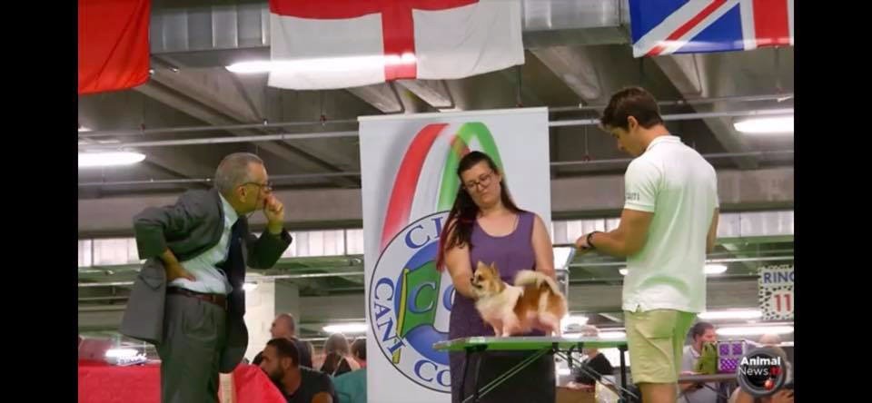 Elf buddy christmas-pl Dei Bordigotti - 2° EXC.