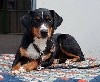 - Mutine de la Garde Suisse
