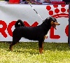 CH. Fregata queen elsa - 1st Very Promising - Best Puppy