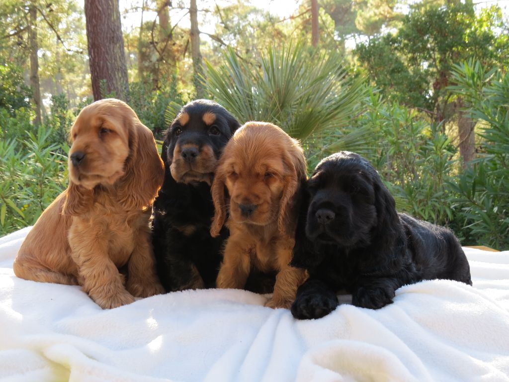 Accueil Elevage Of Only Perfect Eleveur De Chiens Cocker Spaniel Anglais