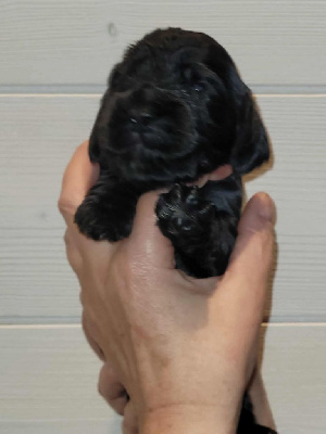 Les chiots de Cocker Spaniel Anglais