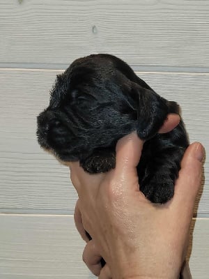 Les chiots de Cocker Spaniel Anglais