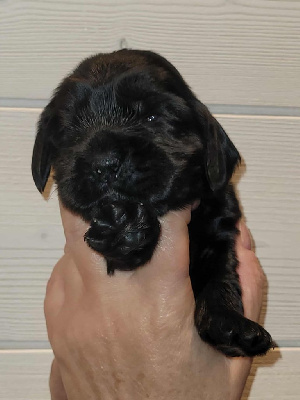 Les chiots de Cocker Spaniel Anglais