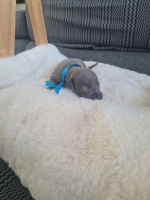 Les chiots de Petit Levrier Italien