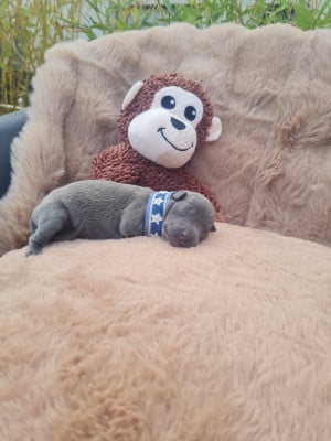 Chiot 2 - Petit Levrier Italien