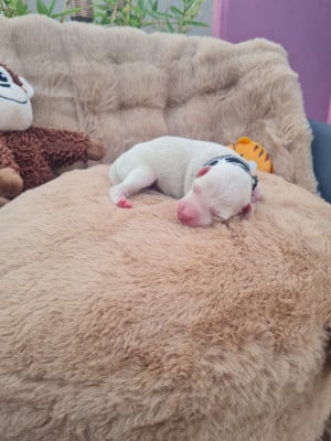 Chiot 3 - Petit Levrier Italien