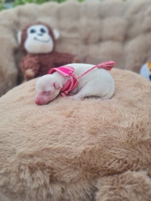 Chiot 4 - Petit Levrier Italien