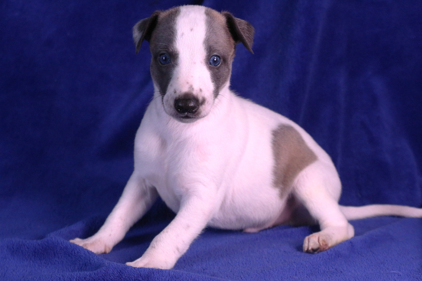 B... - Whippet