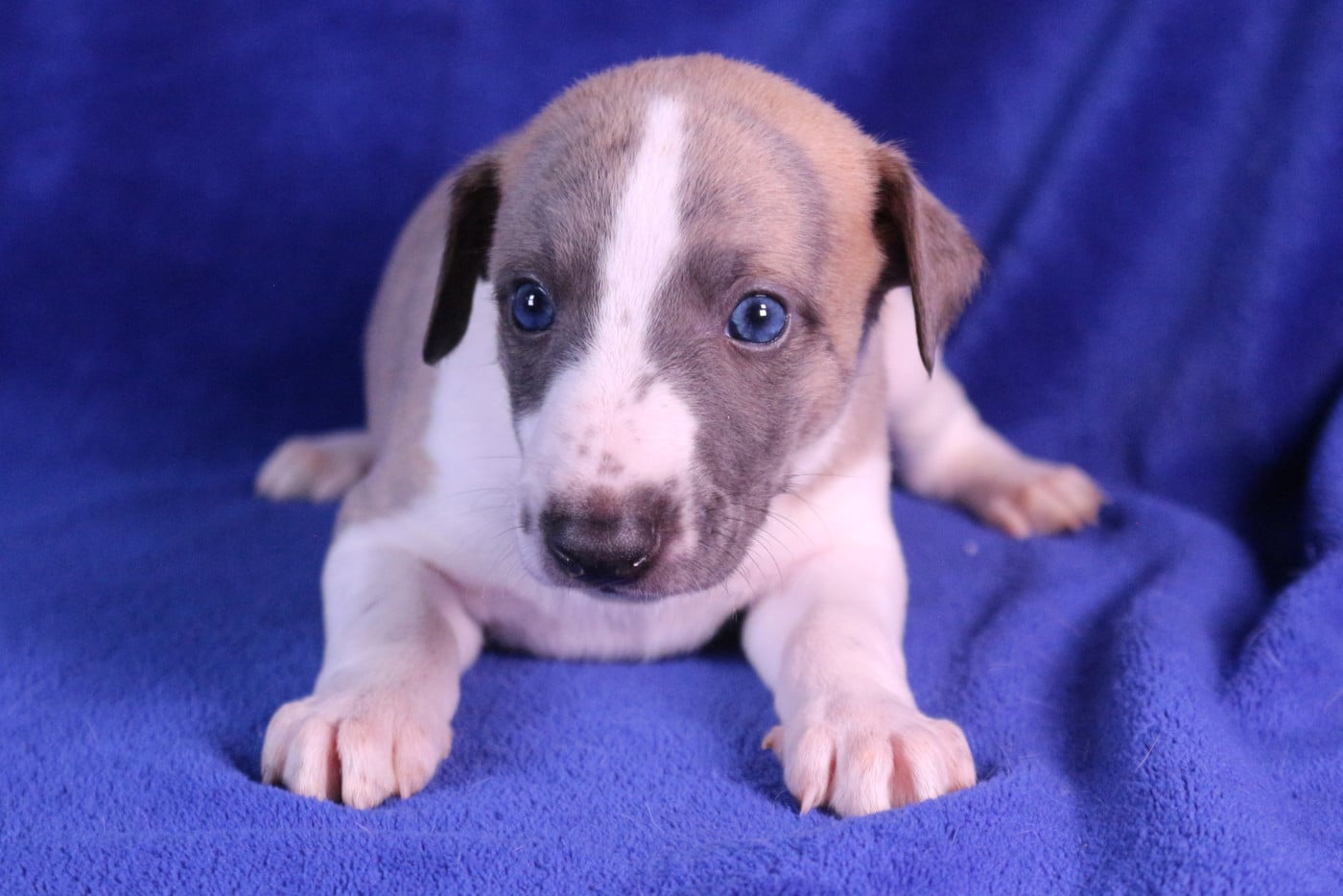 B... - Whippet