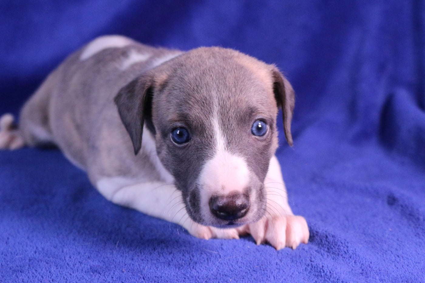 B... - Whippet