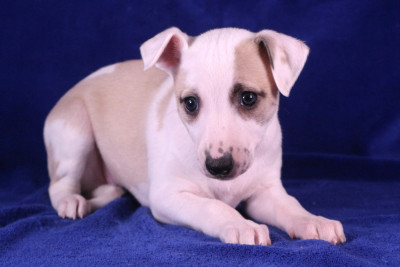 Les chiots de Whippet