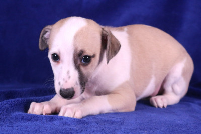 Les chiots de Whippet