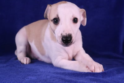 Les chiots de Whippet