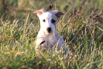 Les chiots de Whippet