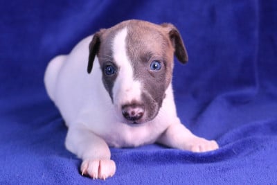 Les chiots de Whippet