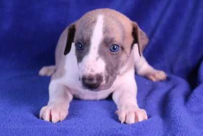 Les chiots de Whippet