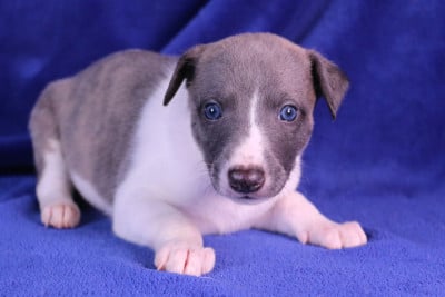 Les chiots de Whippet