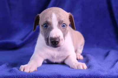 Les chiots de Whippet