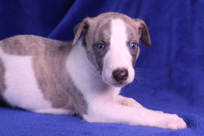 Les chiots de Whippet
