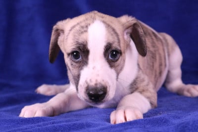Les chiots de Whippet