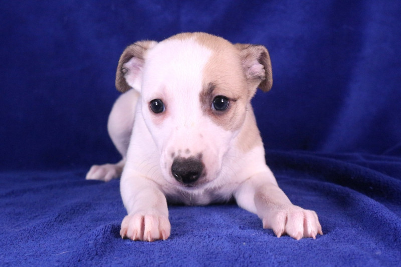 Whippet - Of Royal Fragrance