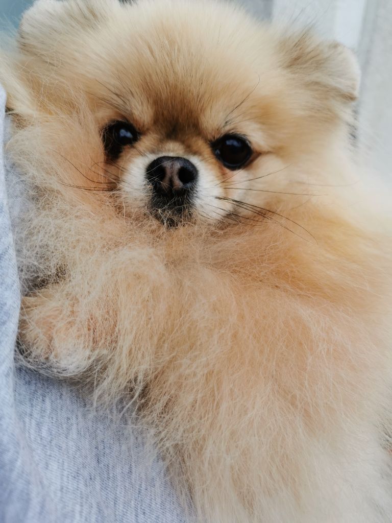 Publication : De Windy'stia Auteur : Corinne MEILLIER