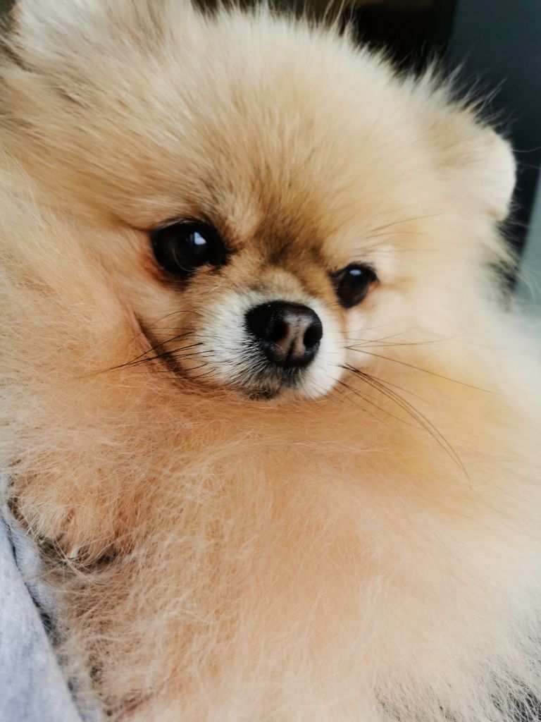 Publication : De Windy'stia Auteur : Corinne MEILLIER