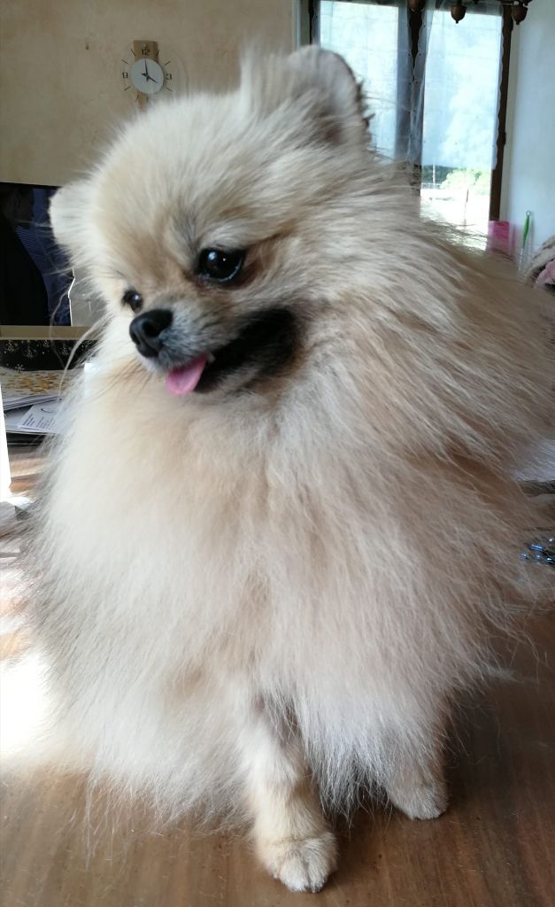 Publication : De Windy'stia Auteur : Corinne MEILLIER