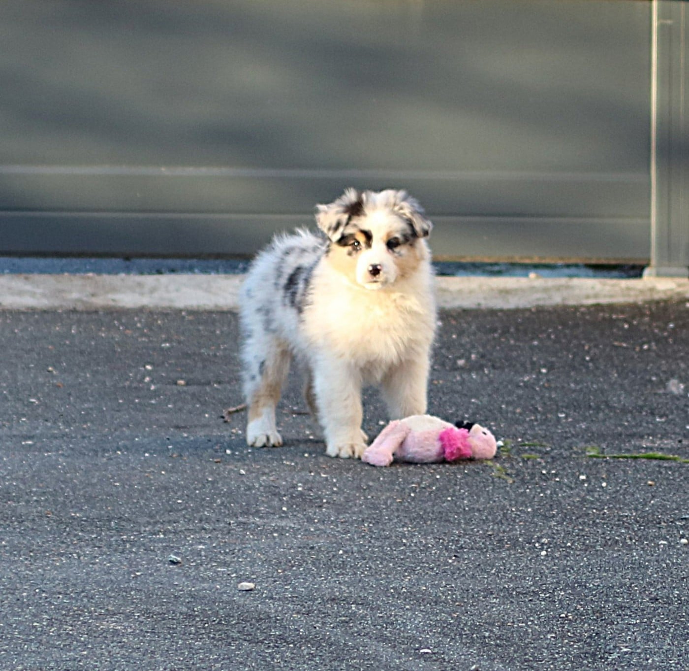 Alpine Mountain Buffalo