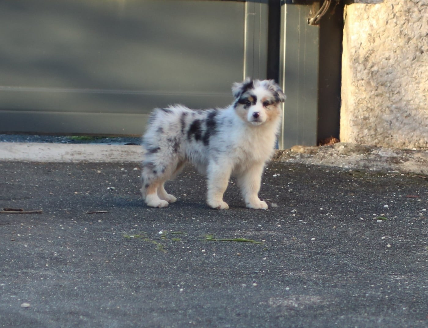 Alpine Mountain Buffalo