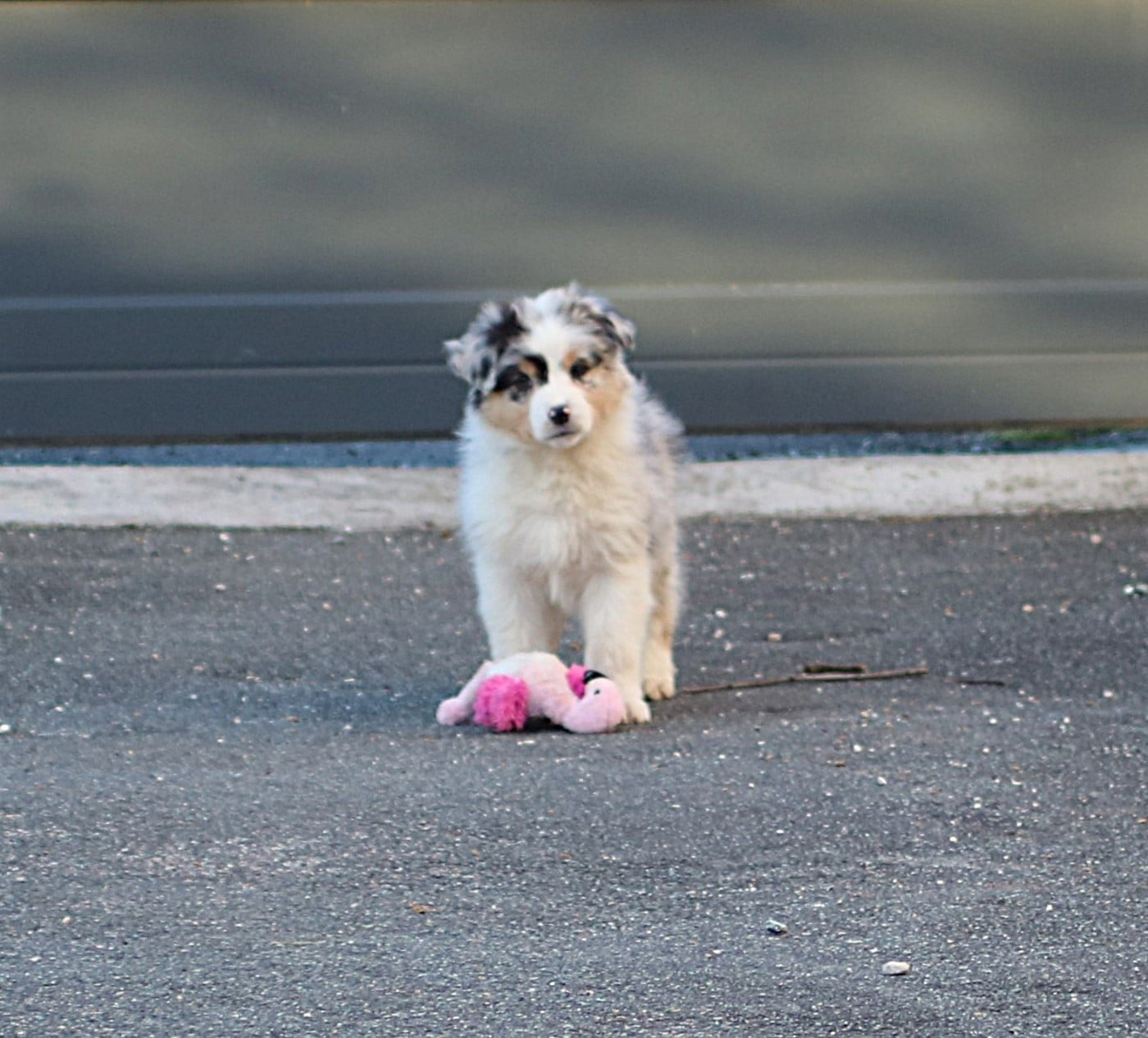 Alpine Mountain Buffalo