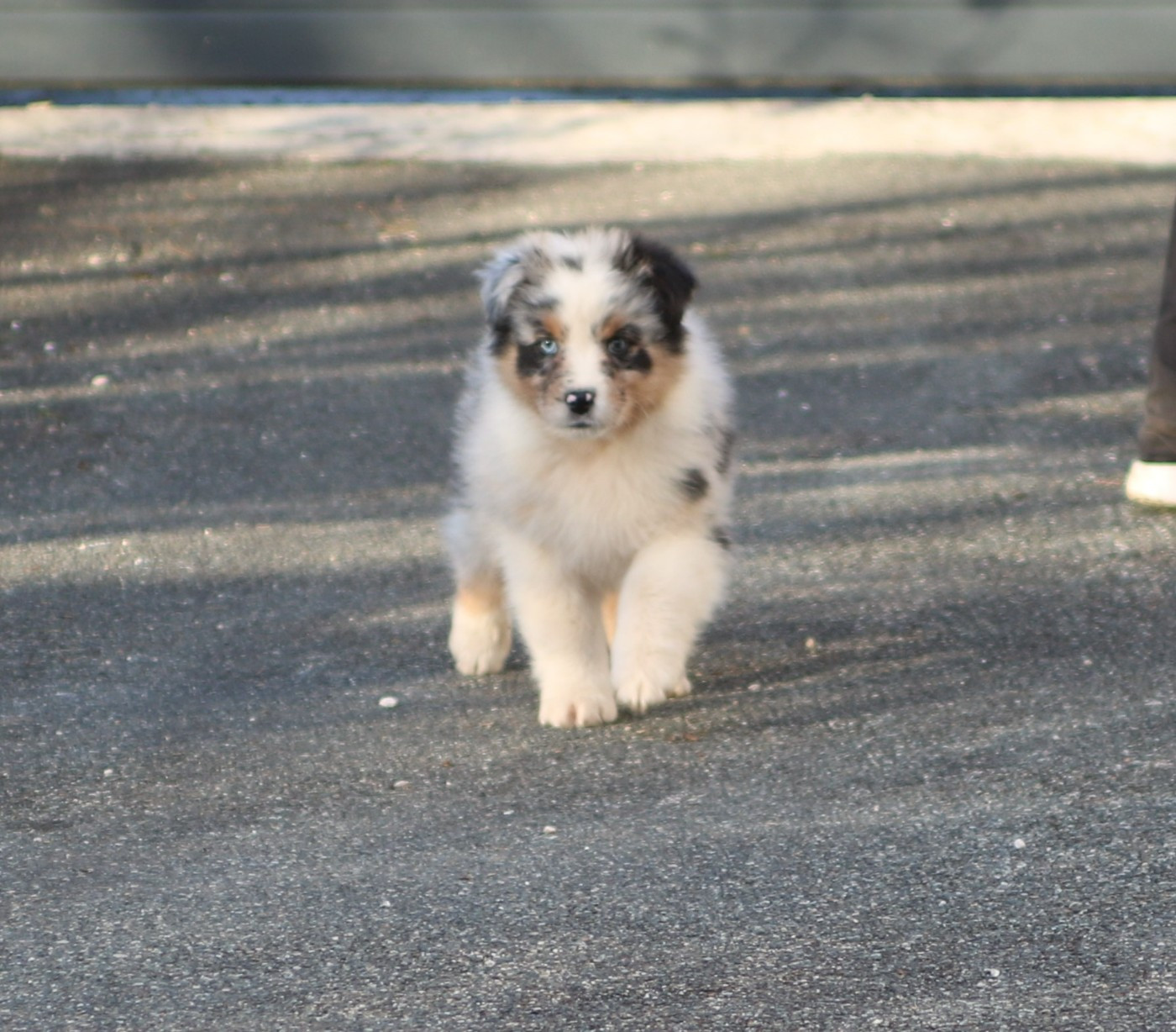 Alpine Mountain Bogong