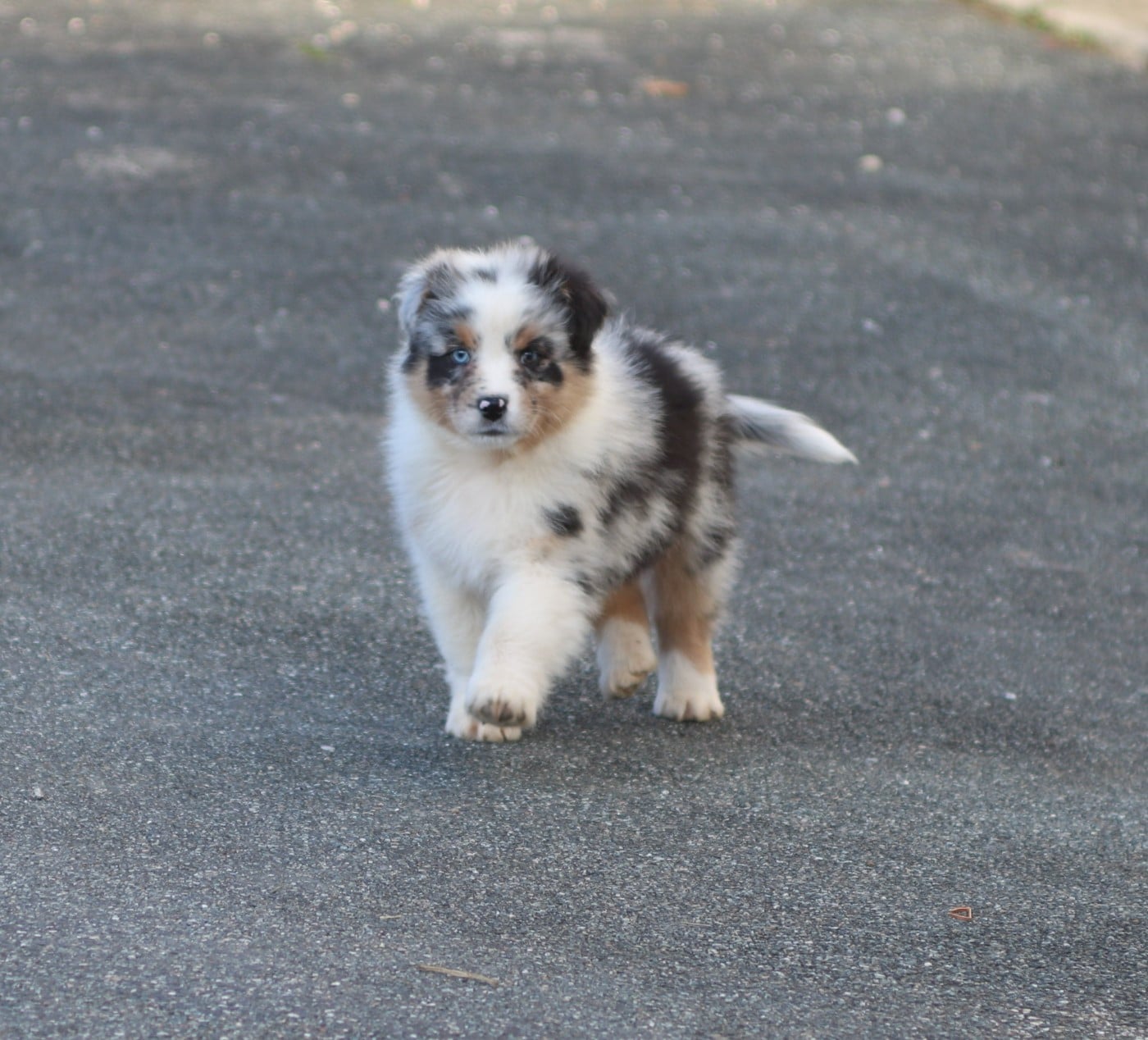 Alpine Mountain Bogong