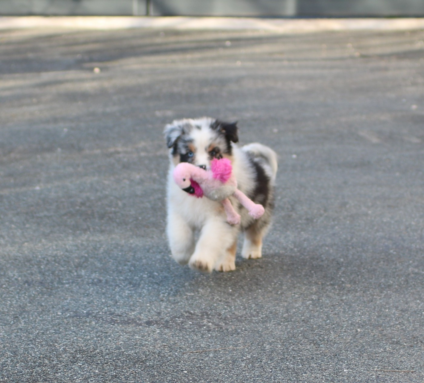 Alpine Mountain Bogong