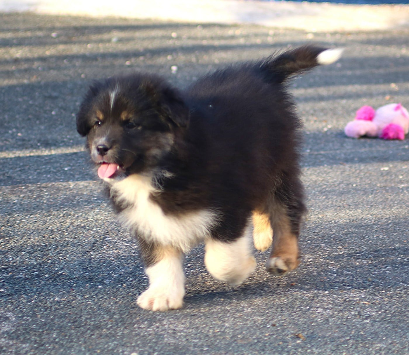 Alpine Mountain Kosciuzko