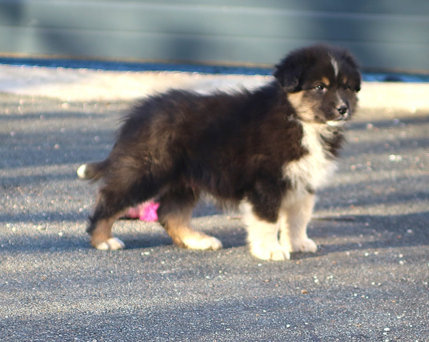 Alpine Mountain Kosciuzko