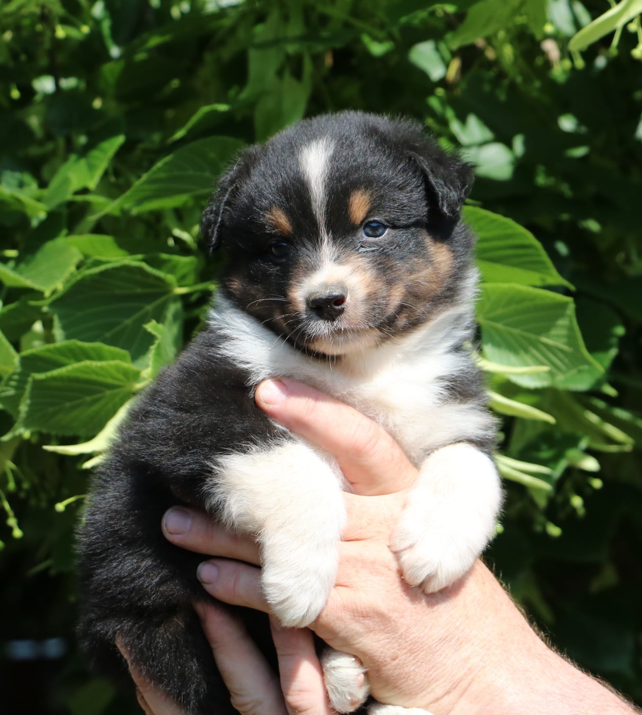 Chiot N°2 - Berger Australien
