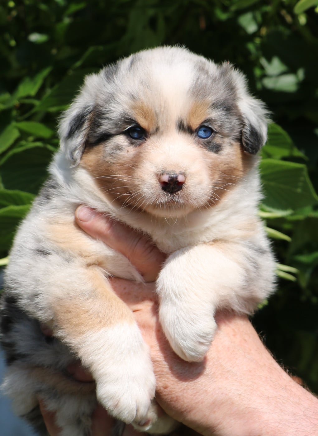 Chiot N°6 - Berger Australien