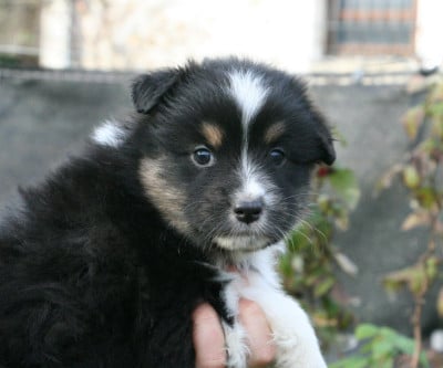 Les chiots de Berger Australien